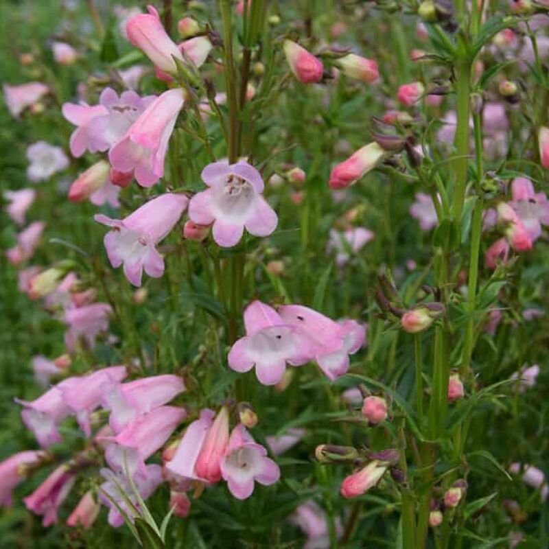 Penstemon 'Apple Blossom' ---